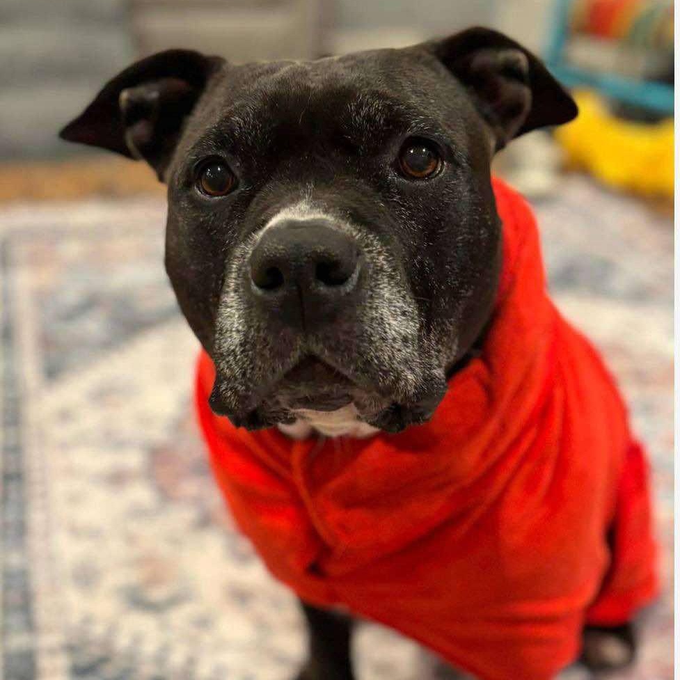 Peaches, Adoptable, Adult Female Pit Bull Terrier.