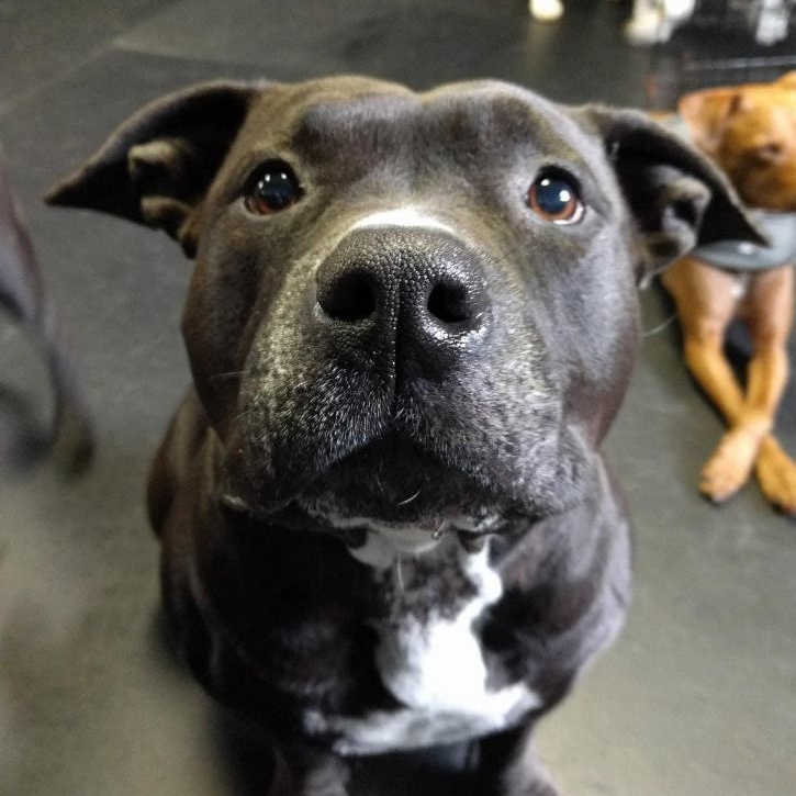 Peaches, a Adoptable Pit Bull Terrier in Ferndale, WA image 5/6