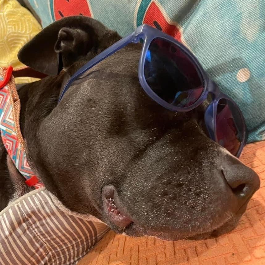 Peaches, a Adoptable Pit Bull Terrier in Ferndale, WA image 6/6