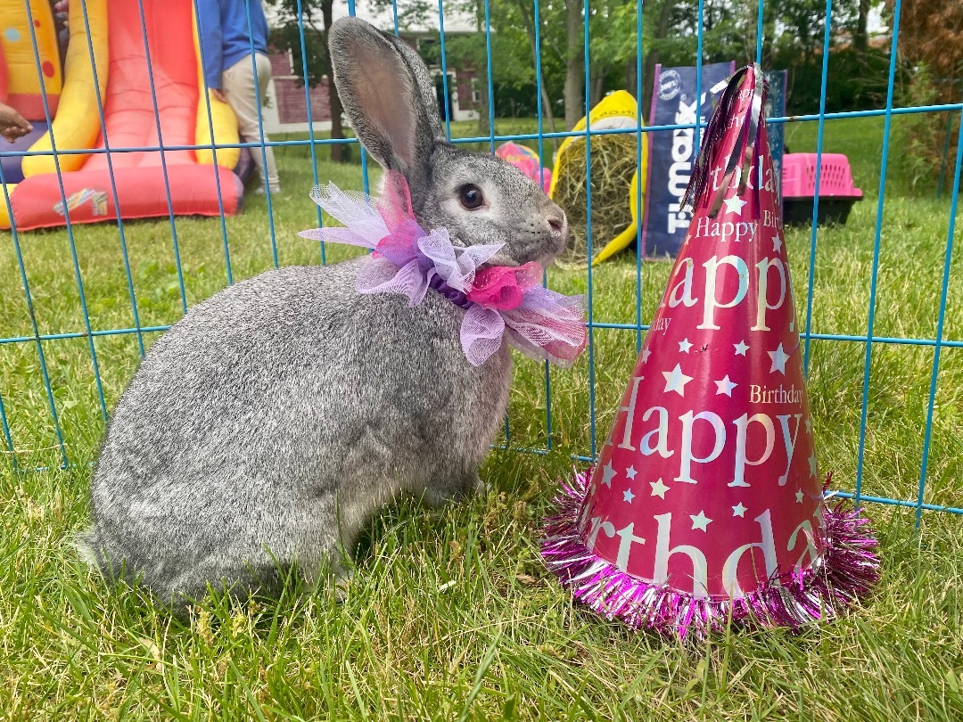 Giblet and Thanksgiving, Adoptable, Baby Female Flemish Giant.