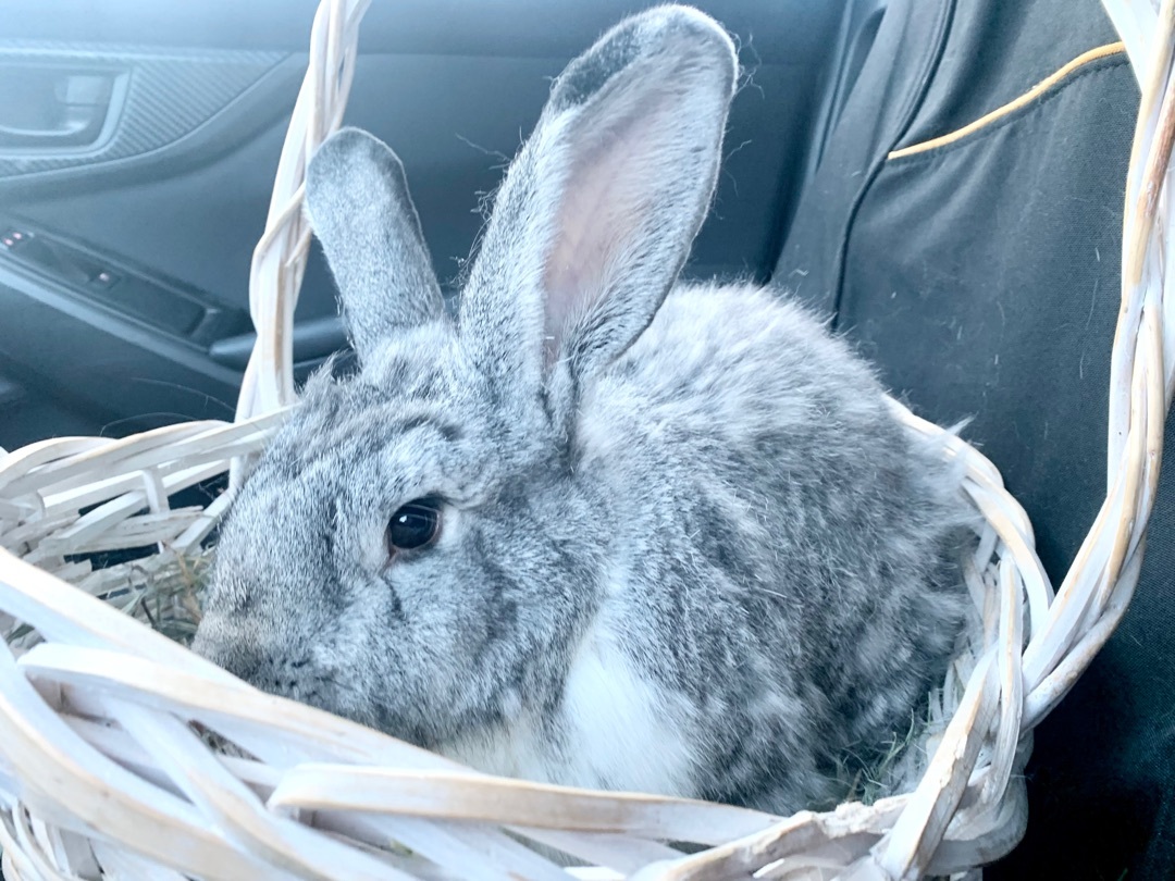 Enlarge Giblet and Thanksgiving, a Adoptable Flemish Giant in Salisbury Mills, NY image 2/10