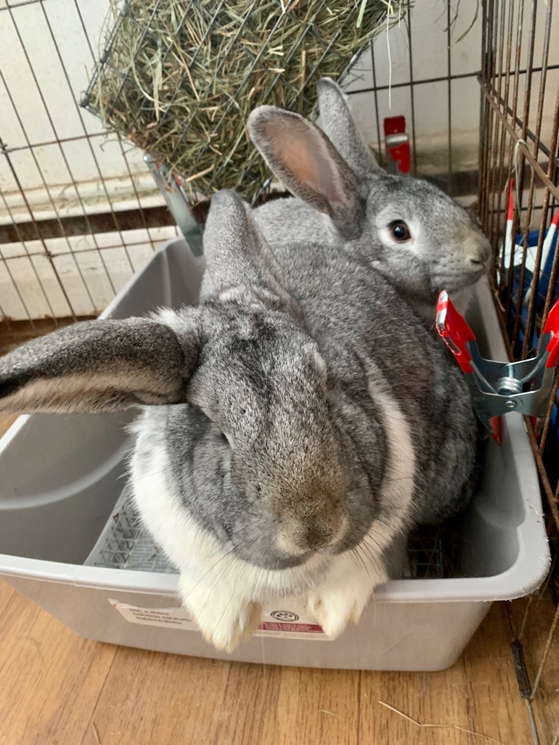 Enlarge Giblet and Thanksgiving, a Adoptable Flemish Giant in Salisbury Mills, NY image 3/10