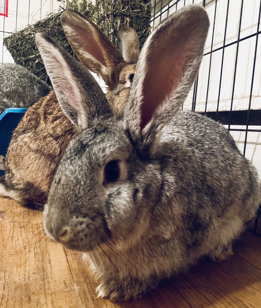 Giblet and Thanksgiving