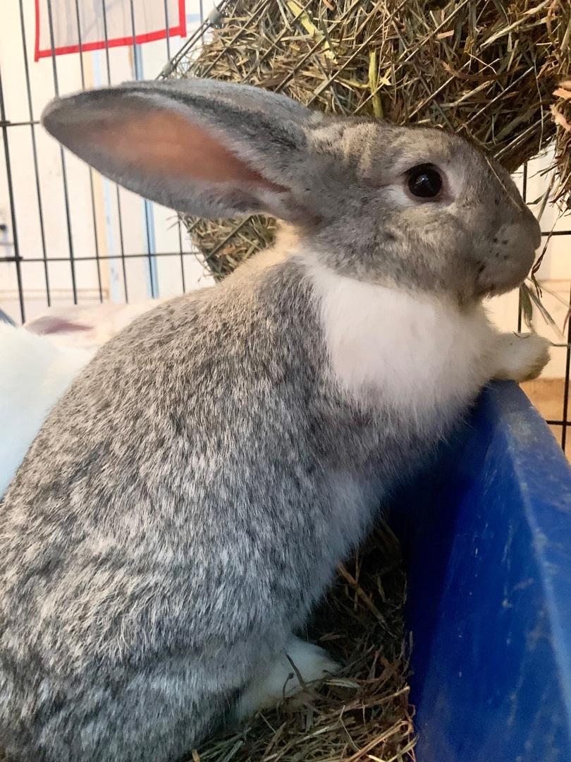 Enlarge Giblet and Thanksgiving, a Adoptable Flemish Giant in Salisbury Mills, NY image 5/10