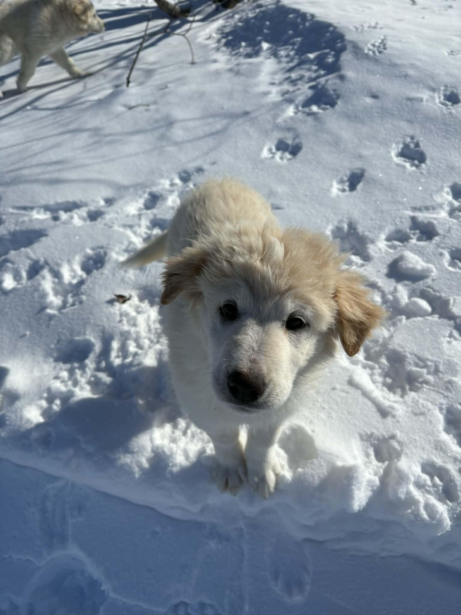 Enlarge Janice , a ADOPTABLE mixed breed in Saskatoon, SK image 3/3