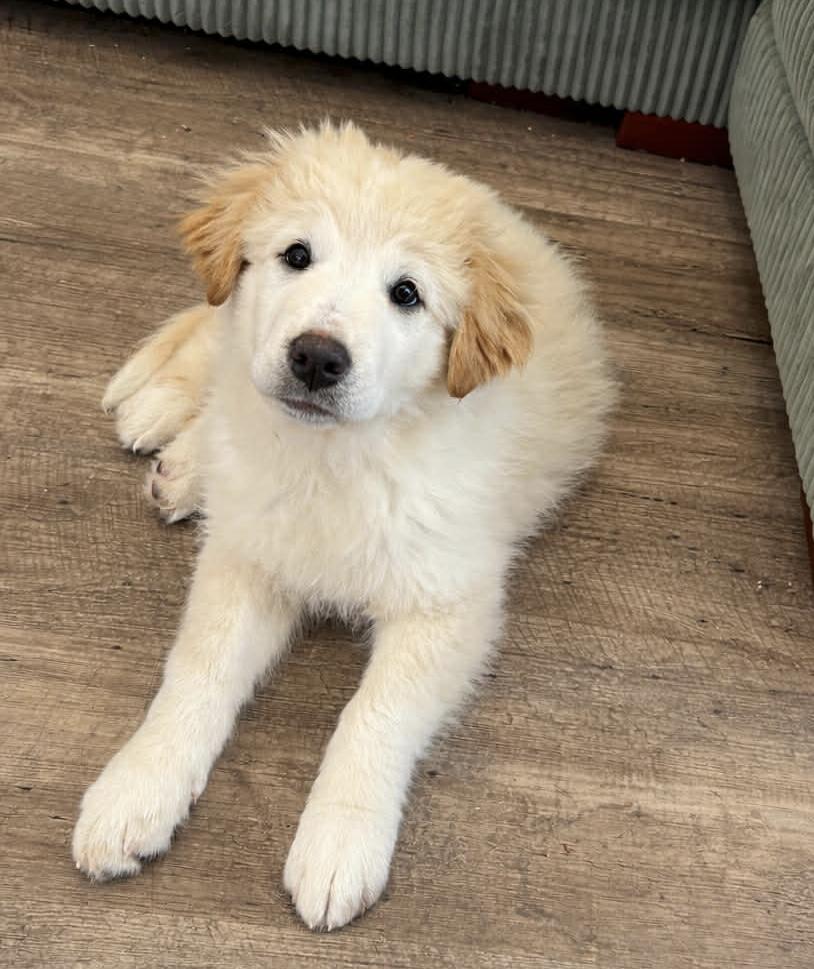 Janice , ADOPTABLE, Puppy Female Great Pyrenees.