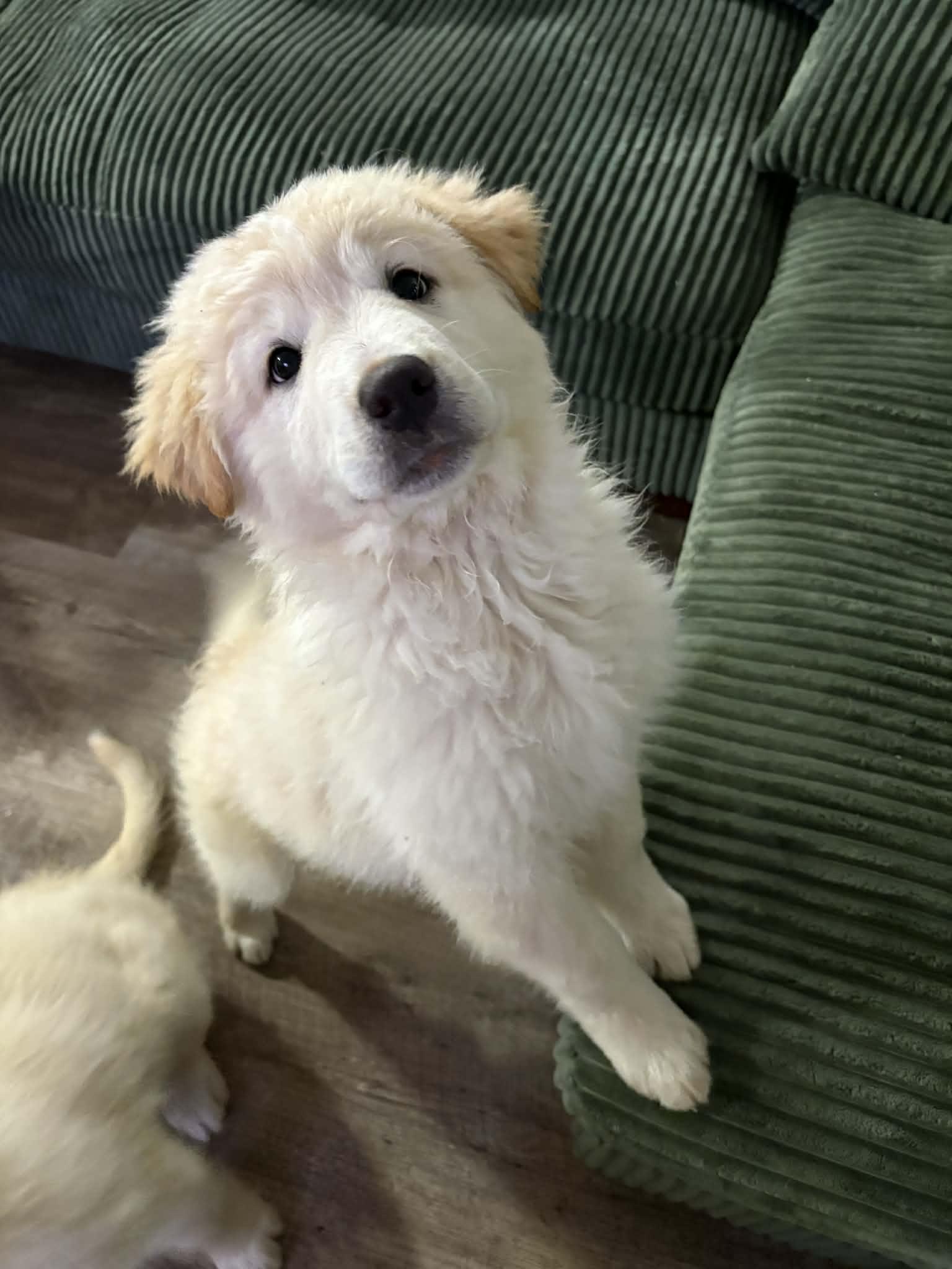 Enlarge Janice , a ADOPTABLE mixed breed in Saskatoon, SK image 2/3