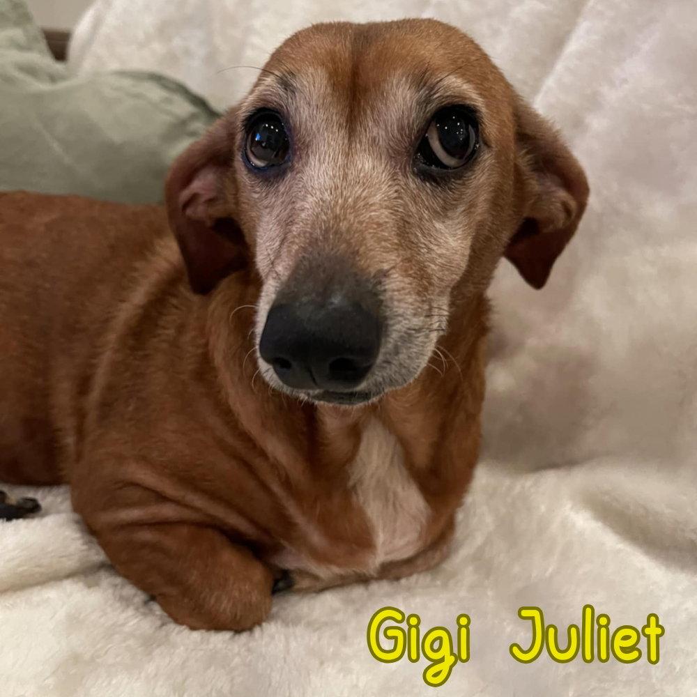Enlarge Gigi Juliet, a Adopted Dachshund in San Antonio, TX image 1/3