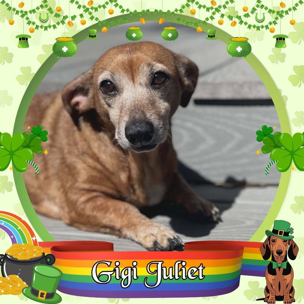 Enlarge Gigi Juliet, a Adopted Dachshund in San Antonio, TX image 2/3