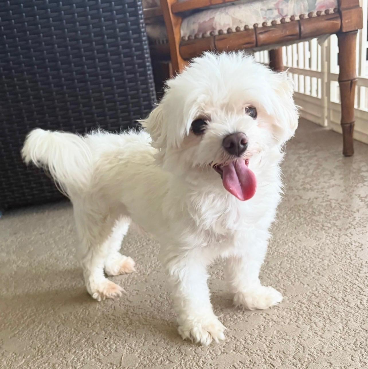 Milo, adopted, Young Male Maltese.