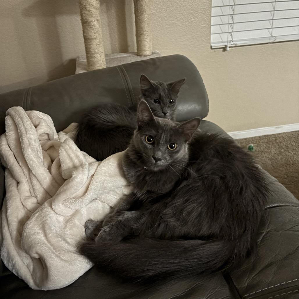 Cora, a Adoptable Domestic Long Hair in Phoenix, AZ image 3/5