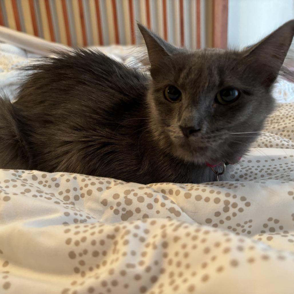 Cora, a Adoptable Domestic Long Hair in Phoenix, AZ image 4/5