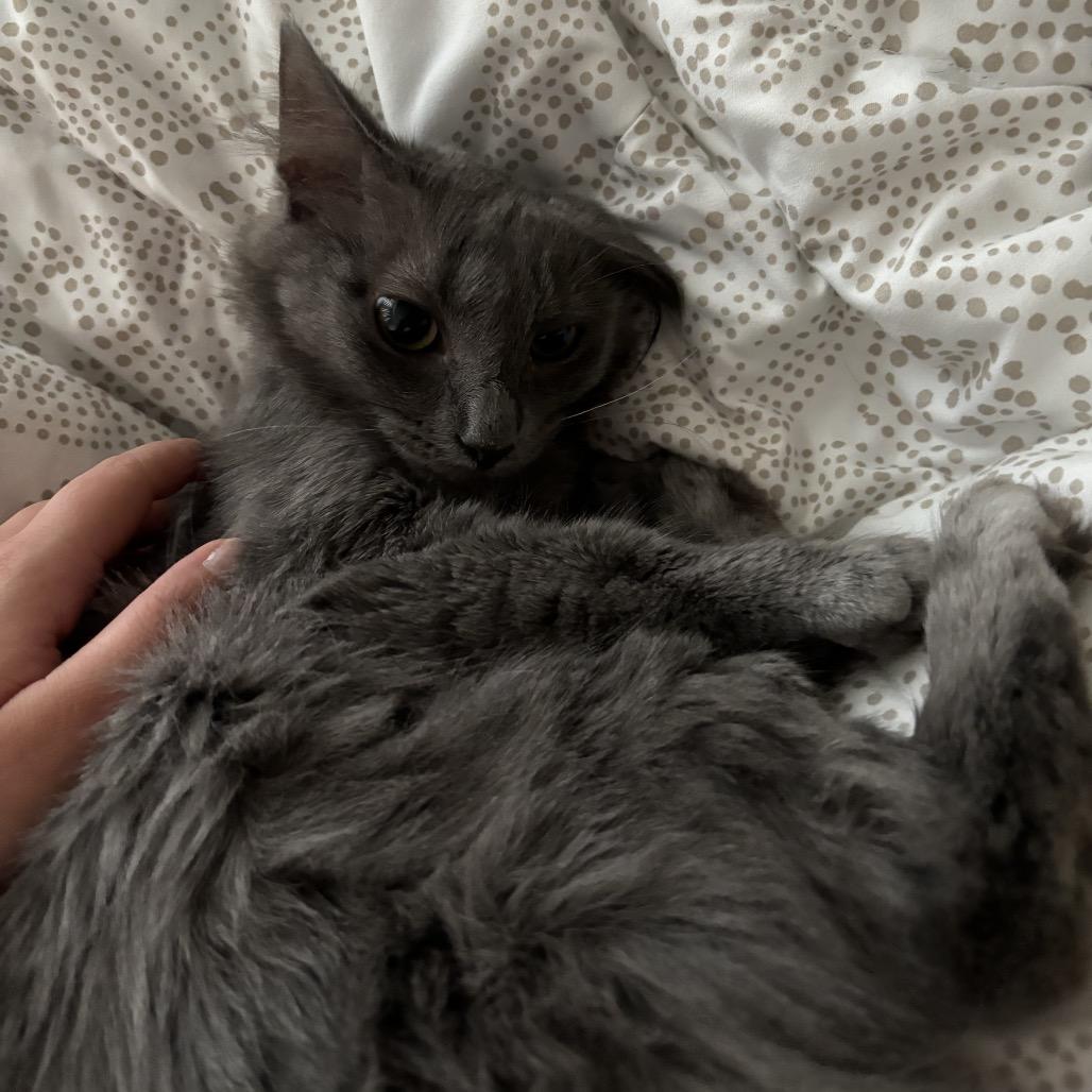 Cora, a Adoptable Domestic Long Hair in Phoenix, AZ image 5/5