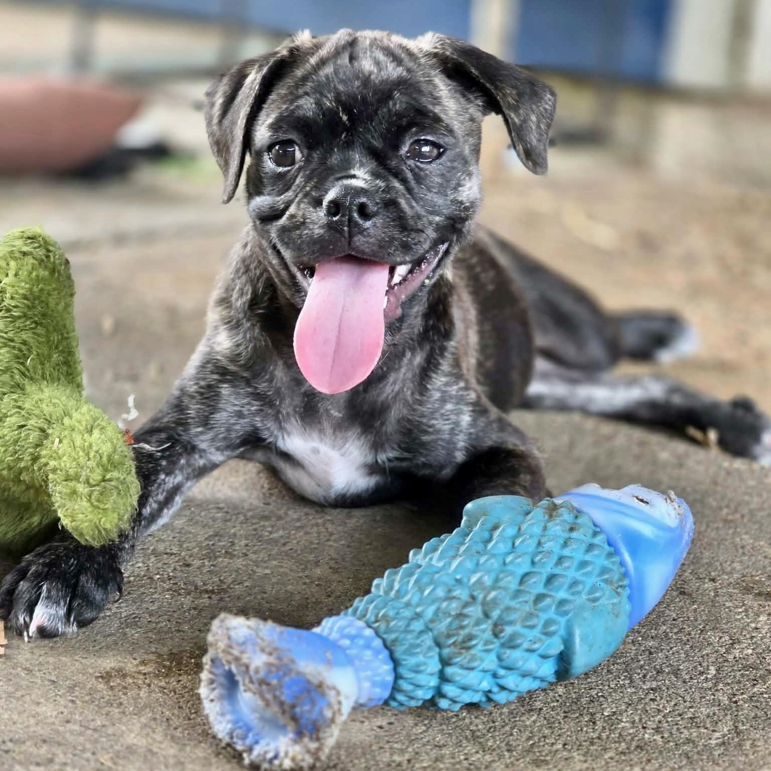 Cupcake, adopted, Puppy Female Pug & Boston Terrier.