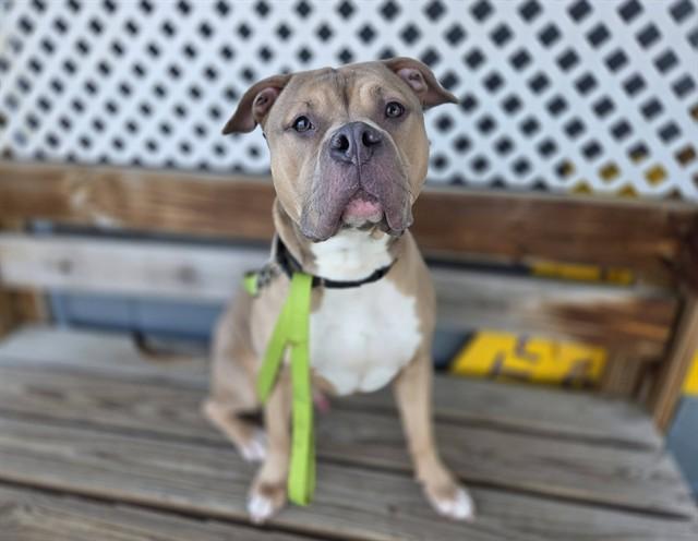 CARP, Adoptable, Adult Male Boxer & Mixed Breed.