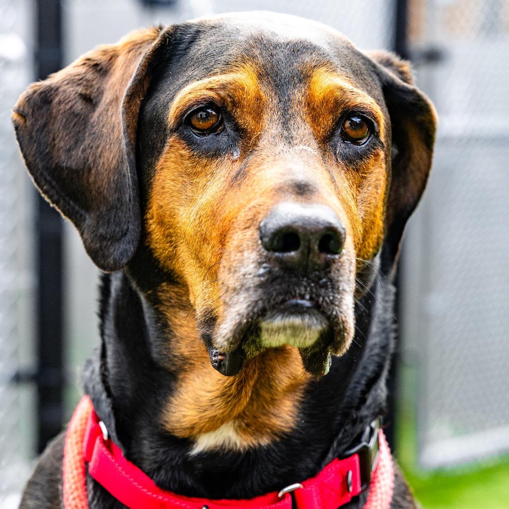 Max, a Adoptable Hound in Naperville, IL image 1/6
