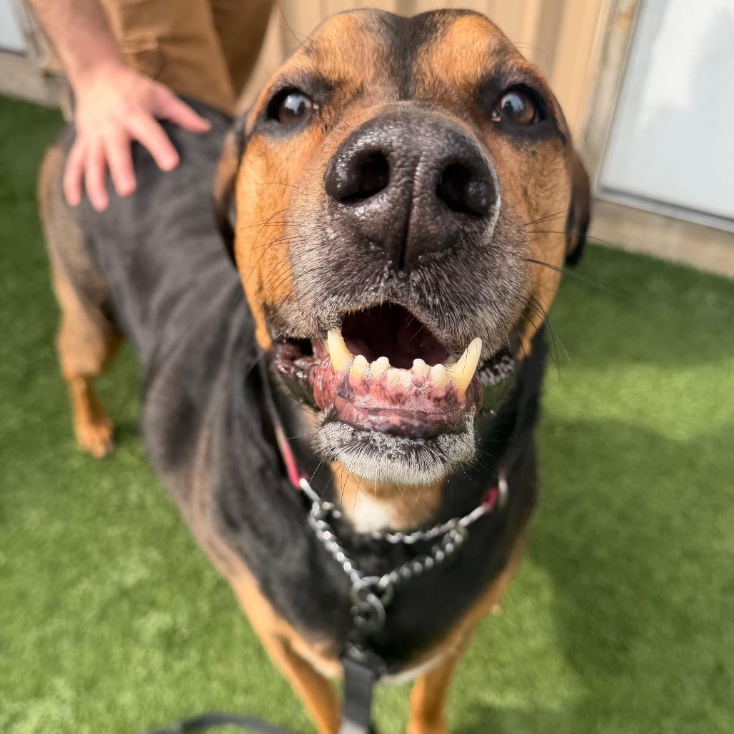 Max, a Adoptable Hound in Naperville, IL image 2/6