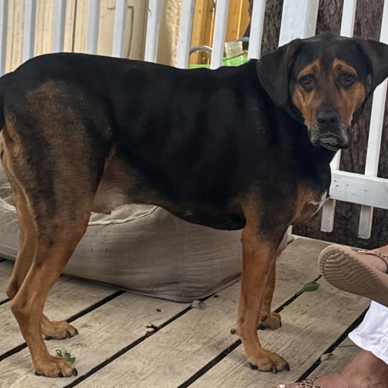Max, a Adoptable Hound in Naperville, IL image 3/6