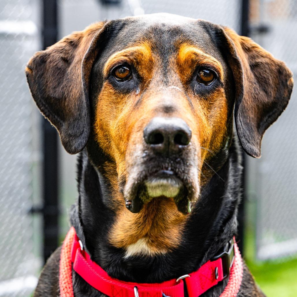 Enlarge Max, a Adoptable Hound in Naperville, IL image 3/6