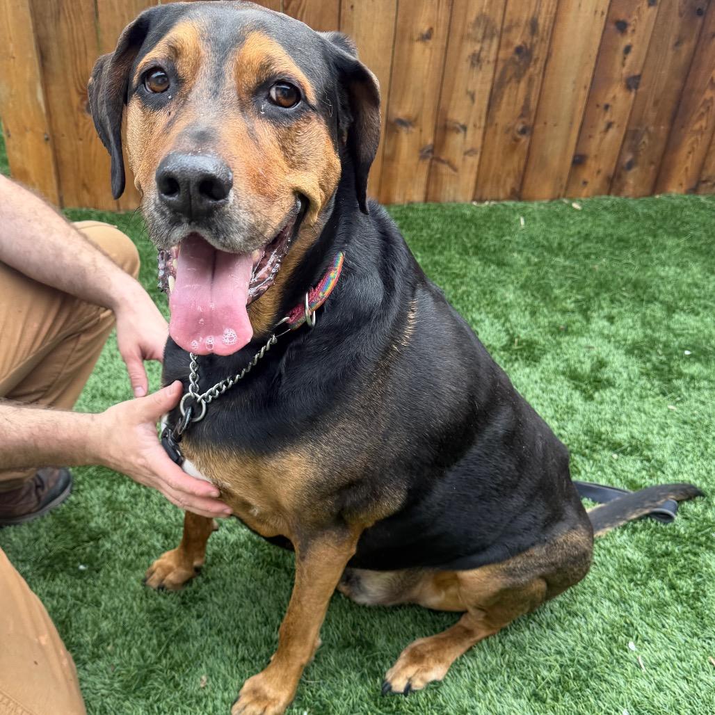 Max, a Adoptable Hound in Naperville, IL image 4/6