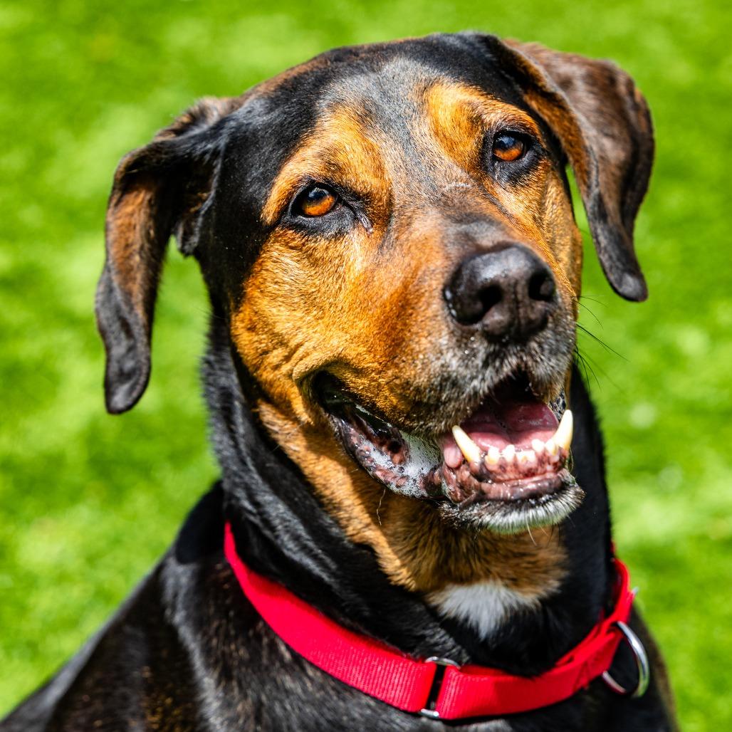 Max, a Adoptable Hound in Naperville, IL image 5/6