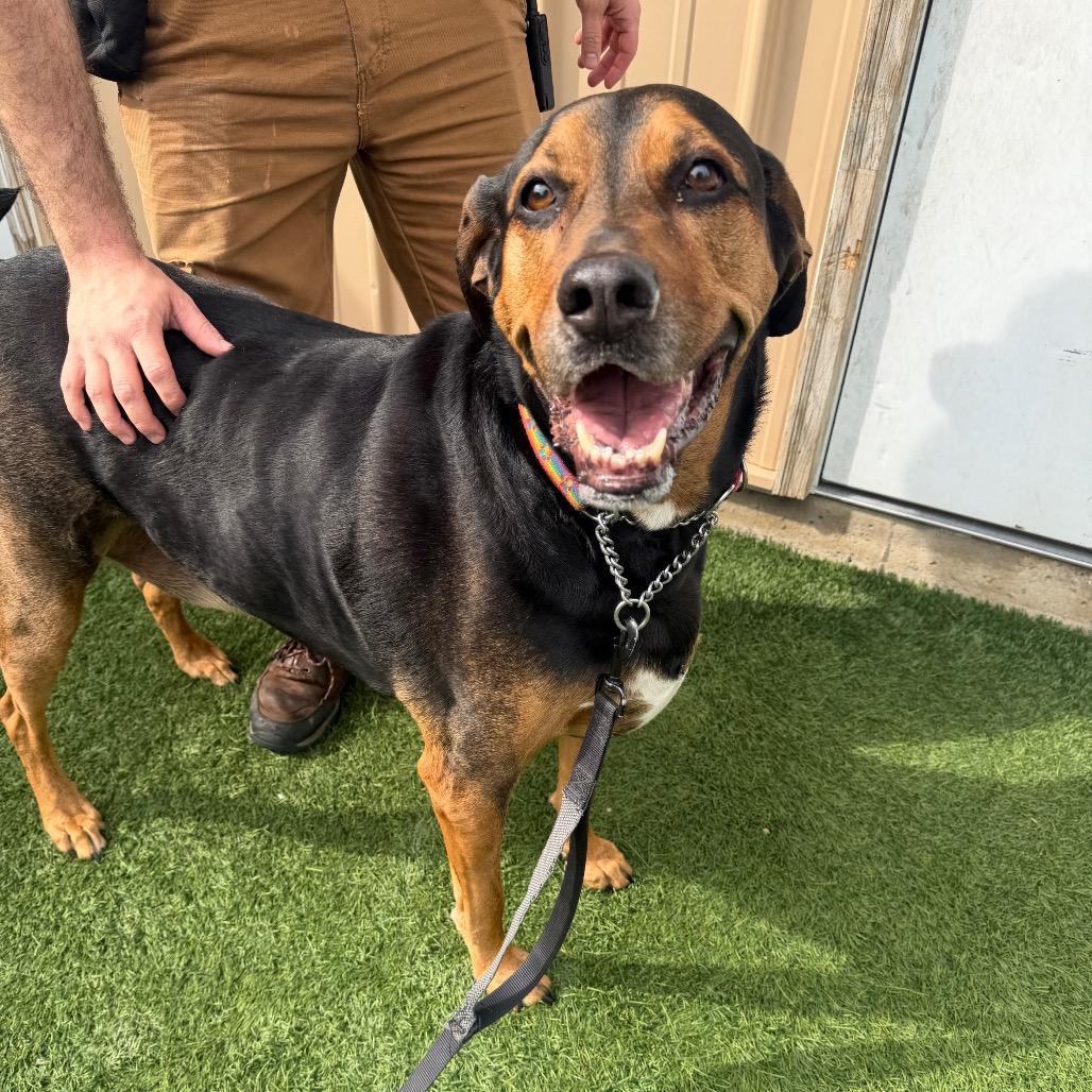 Max, a Adoptable Hound in Naperville, IL image 6/6