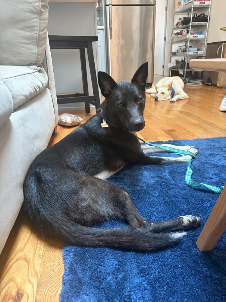 TOSHI, Adoptable, Young Male Jindo.