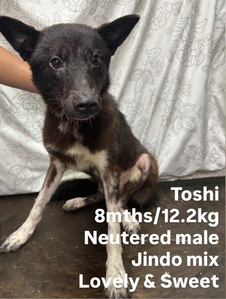 TOSHI, Adoptable, Puppy Male Jindo.