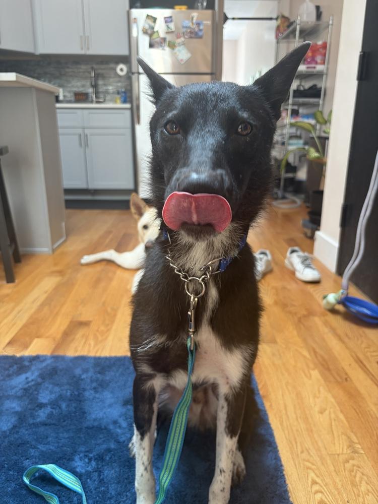 TOSHI, a Adoptable Jindo in Long Island City, NY image 2/6