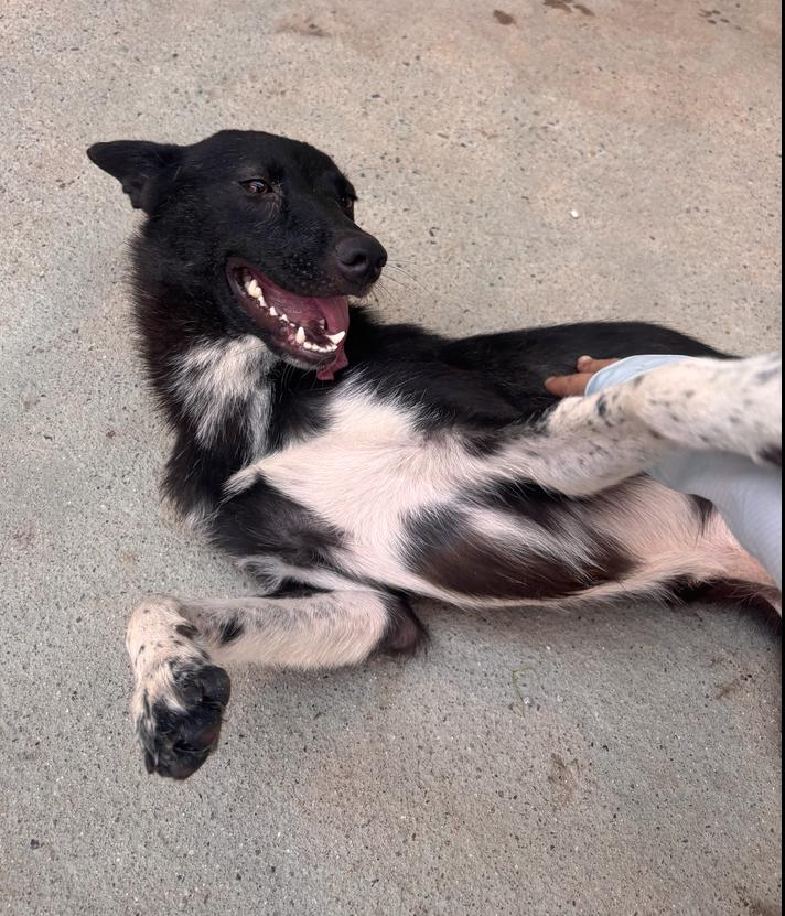 TOSHI, a Adoptable Jindo in Long Island City, NY image 3/6