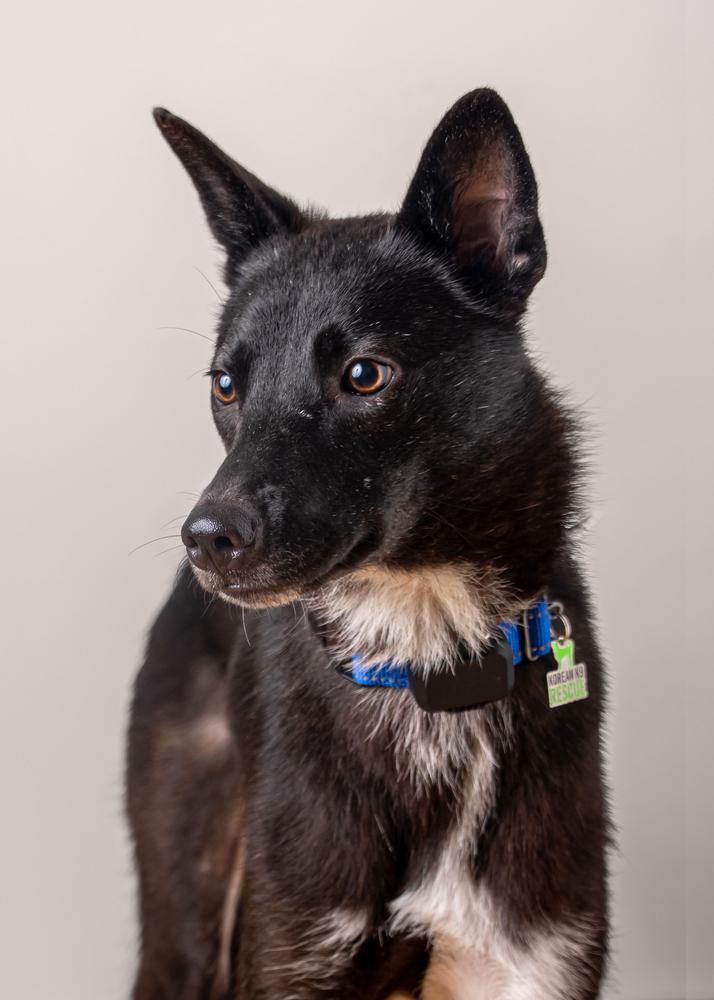 TOSHI, a Adoptable Jindo in Long Island City, NY image 4/6