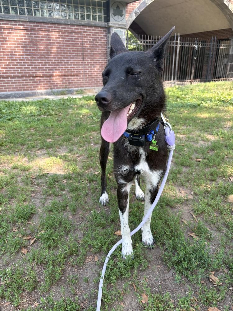 TOSHI, a Adoptable Jindo in Long Island City, NY image 5/6