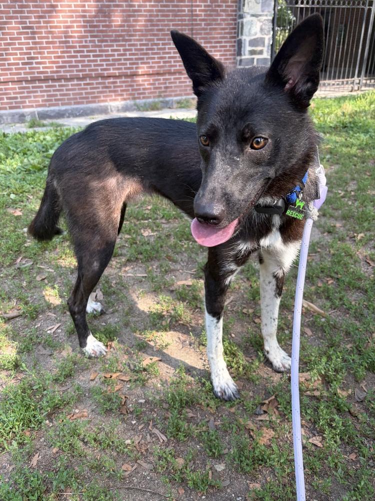 TOSHI, a Adoptable Jindo in Long Island City, NY image 6/6