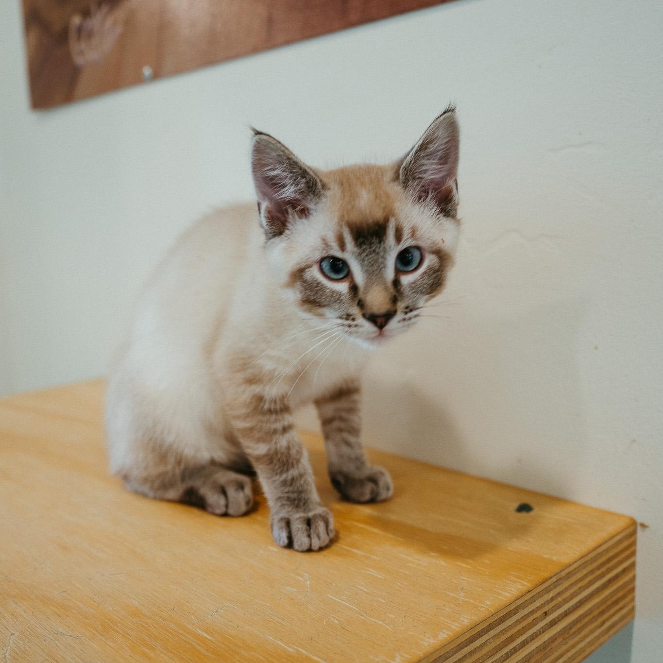 Cats for Adoption Near Jackson, WY | Petfinder