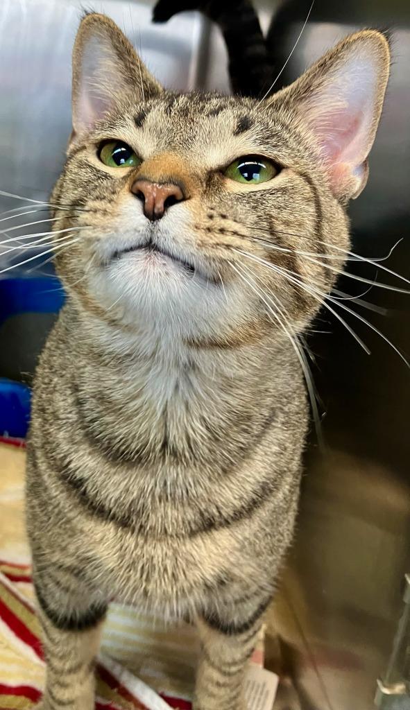 Enlarge Bumble, a Adoptable mixed breed in Lima, OH image 1/1