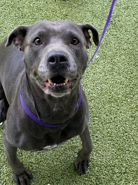 Enlarge HELENA, a Adoptable mixed breed in Fayetteville, NC image 1/1