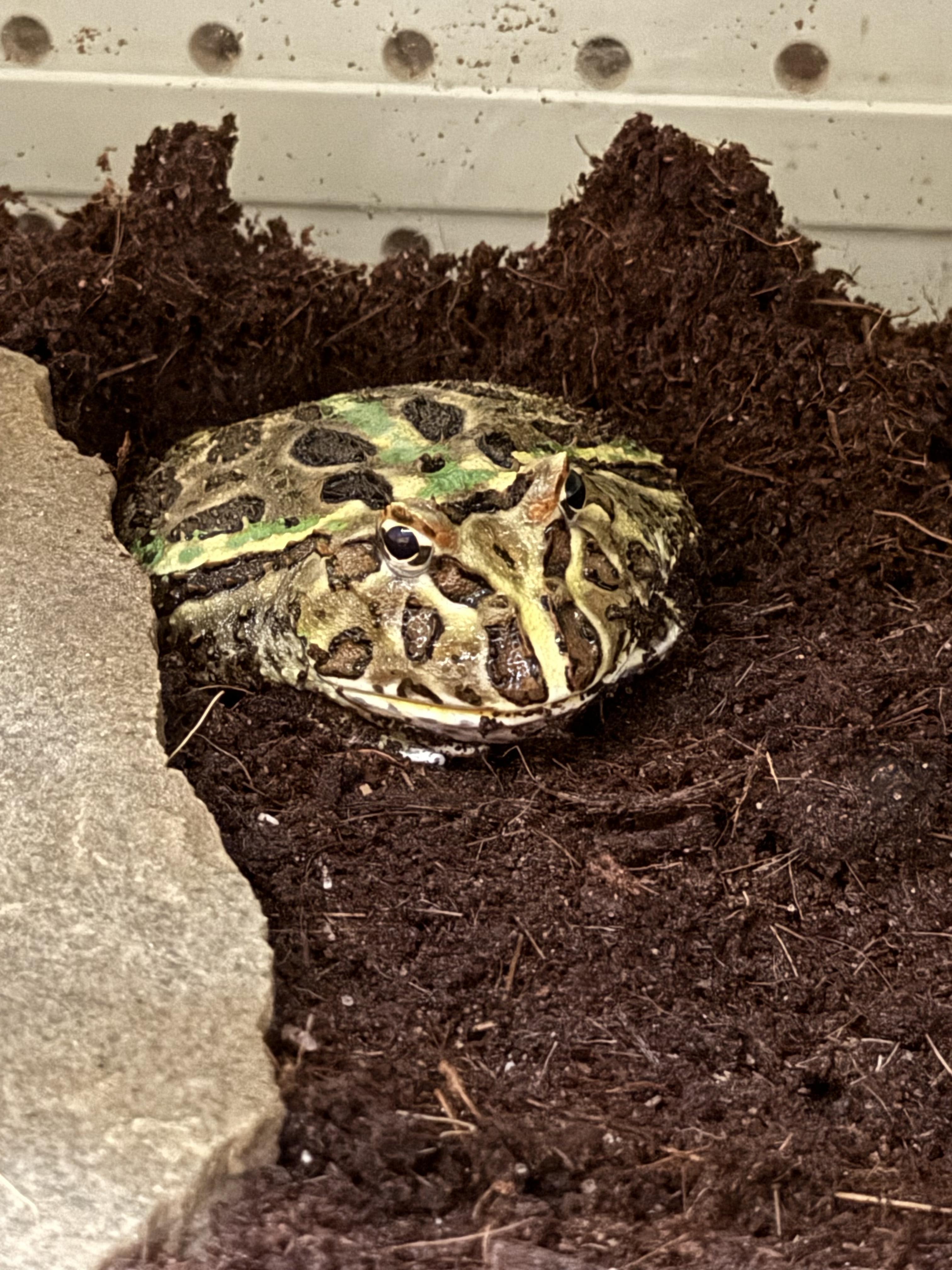 AJ, Adopted, Adult Unknown Frog.