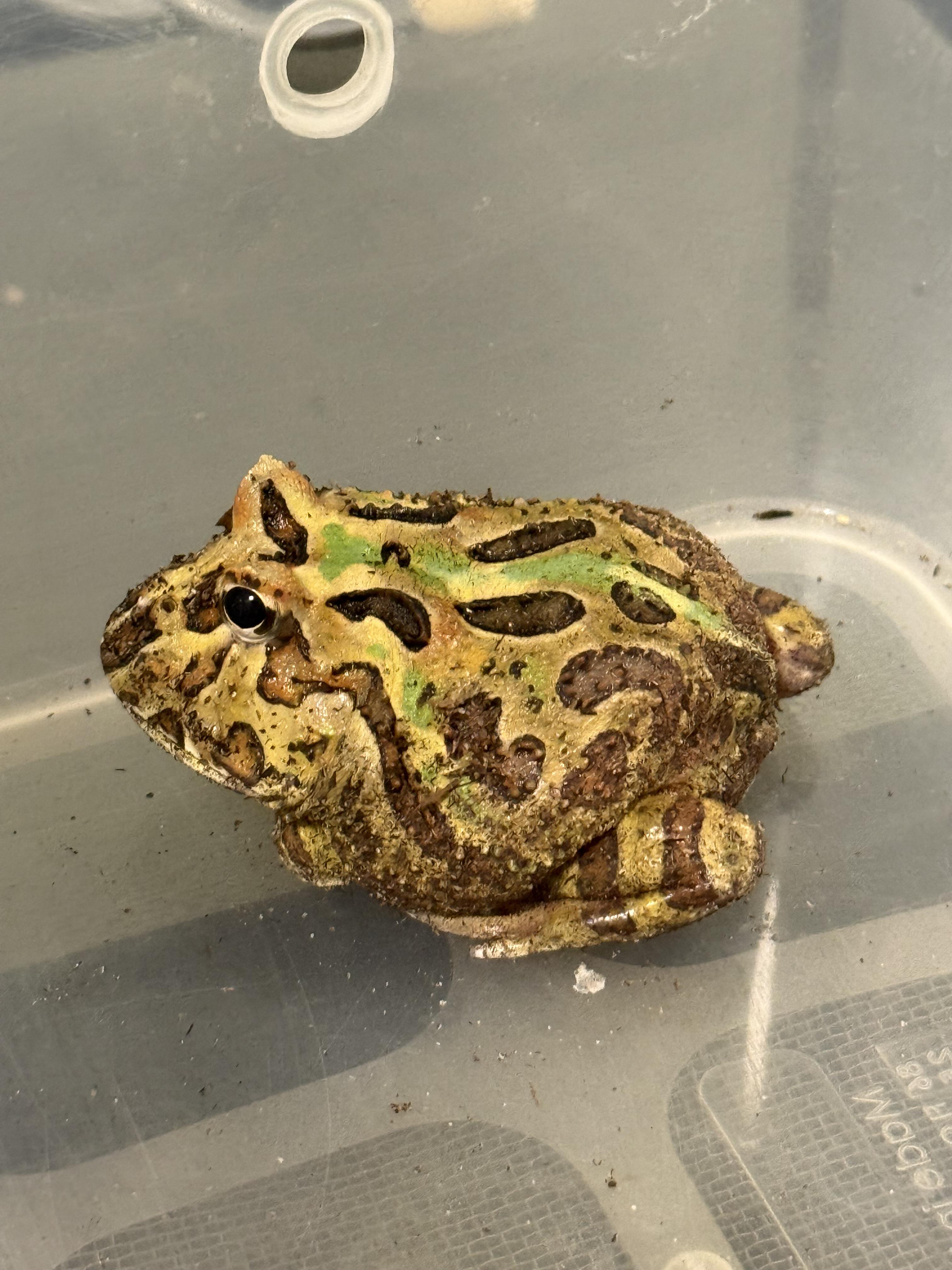 Enlarge AJ, a Adopted Frog in JACKSON, NJ image 2/2