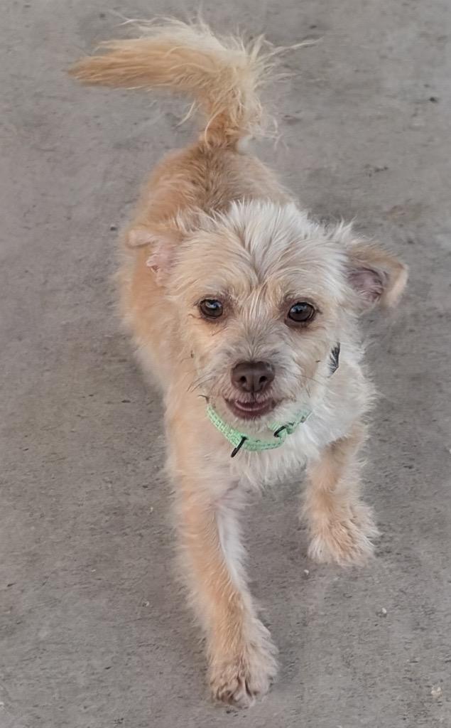 Enlarge Blanche-2 yo petite girl!, a Adoptable mixed breed in Fort Myers, FL image 1/2