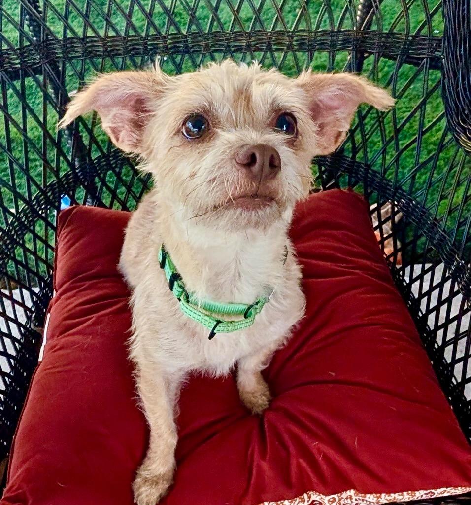 Enlarge Blanche-2 yo petite girl!, a Adoptable mixed breed in Fort Myers, FL image 2/2