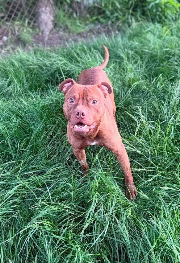 Enlarge Angelo, a Adoptable Pit Bull Terrier in Cheektowaga, NY image 1/2