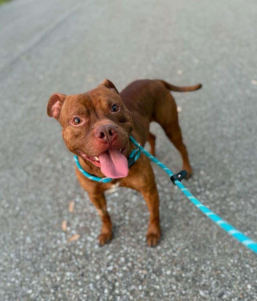 Enlarge Angelo, a Adoptable Pit Bull Terrier in Cheektowaga, NY image 2/2