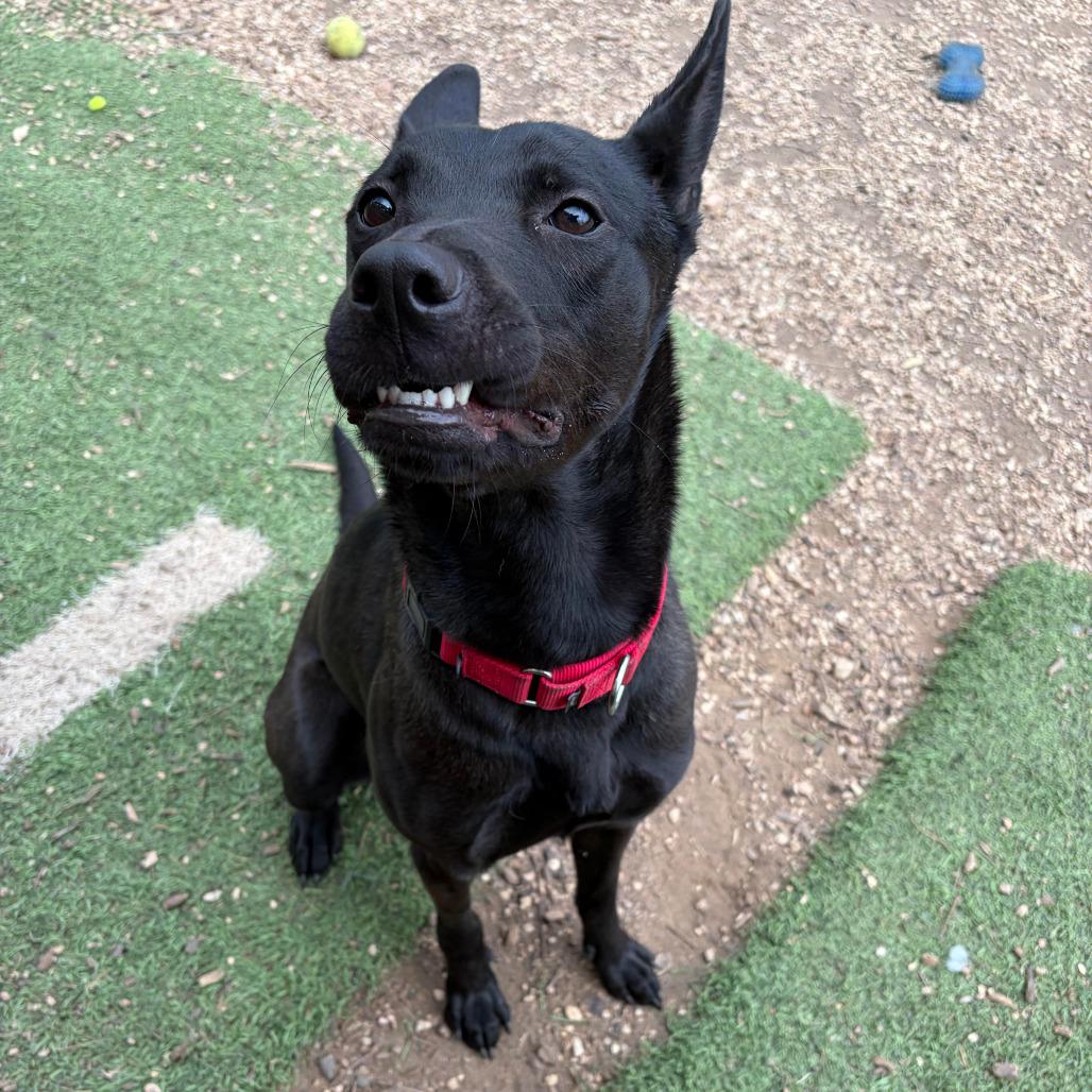 Shadow, a Adoptable mixed breed in Fredericksburg, TX image 1/6