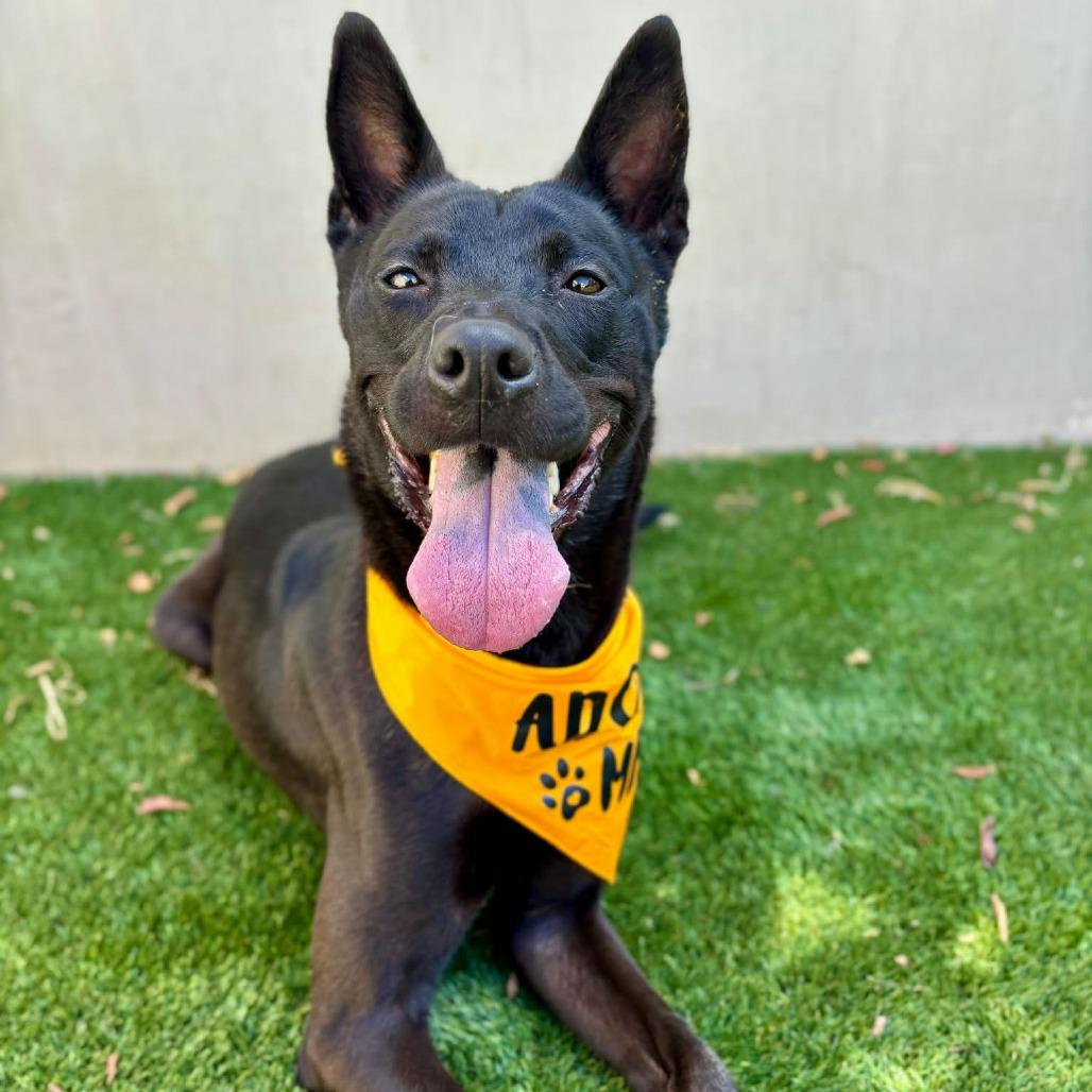 Shadow, a Adoptable mixed breed in Fredericksburg, TX image 2/6