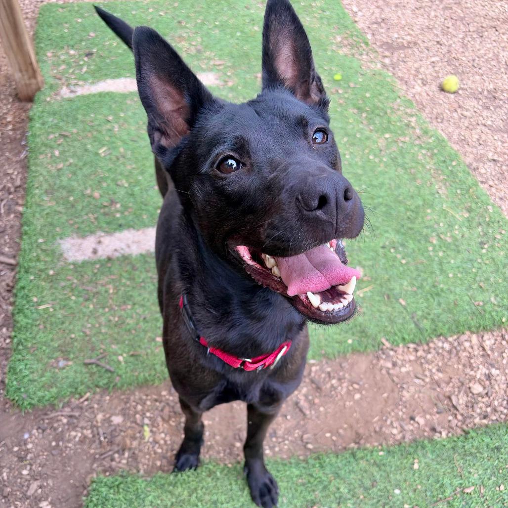 Shadow, a Adoptable mixed breed in Fredericksburg, TX image 3/6