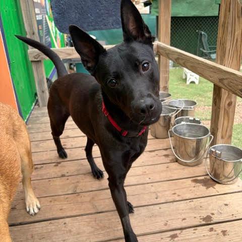 Shadow, a Adoptable mixed breed in Fredericksburg, TX image 4/6