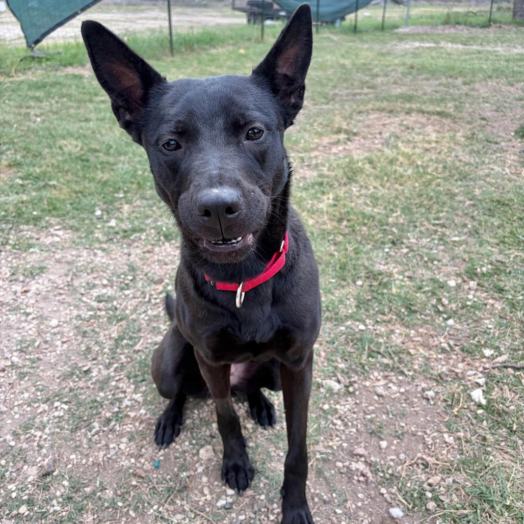 Shadow, a Adoptable mixed breed in Fredericksburg, TX image 5/6
