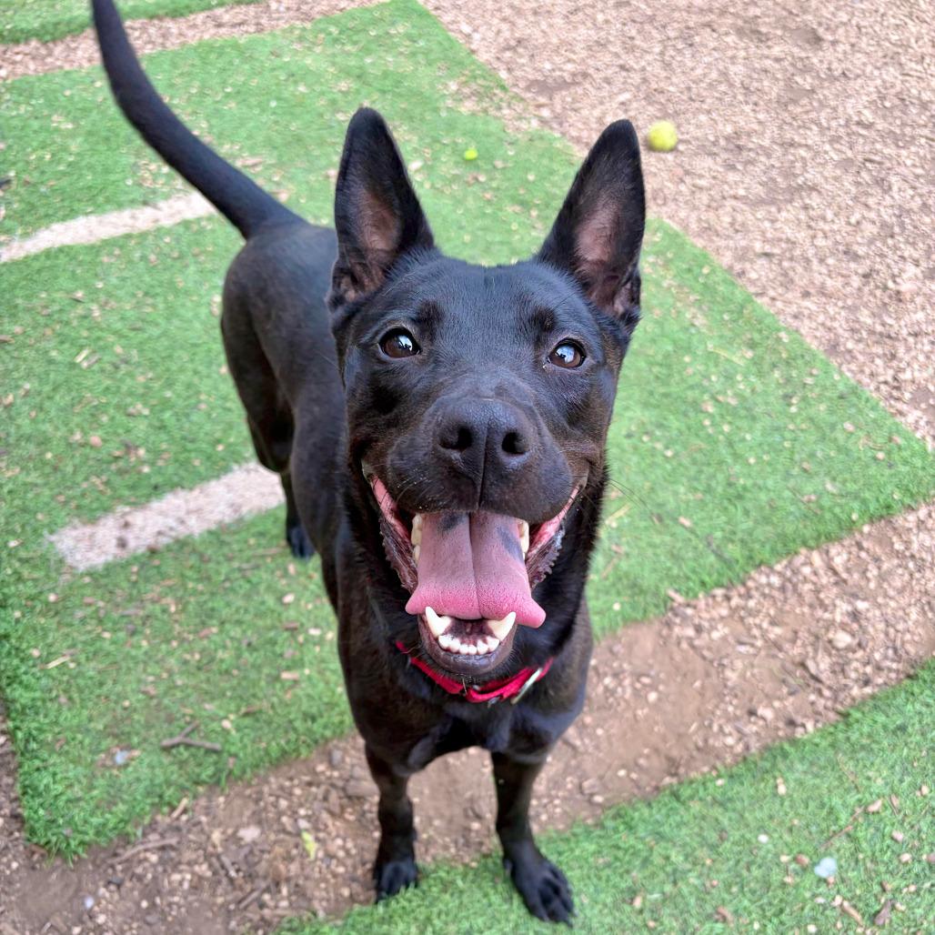 Shadow, a Adoptable mixed breed in Fredericksburg, TX image 6/6