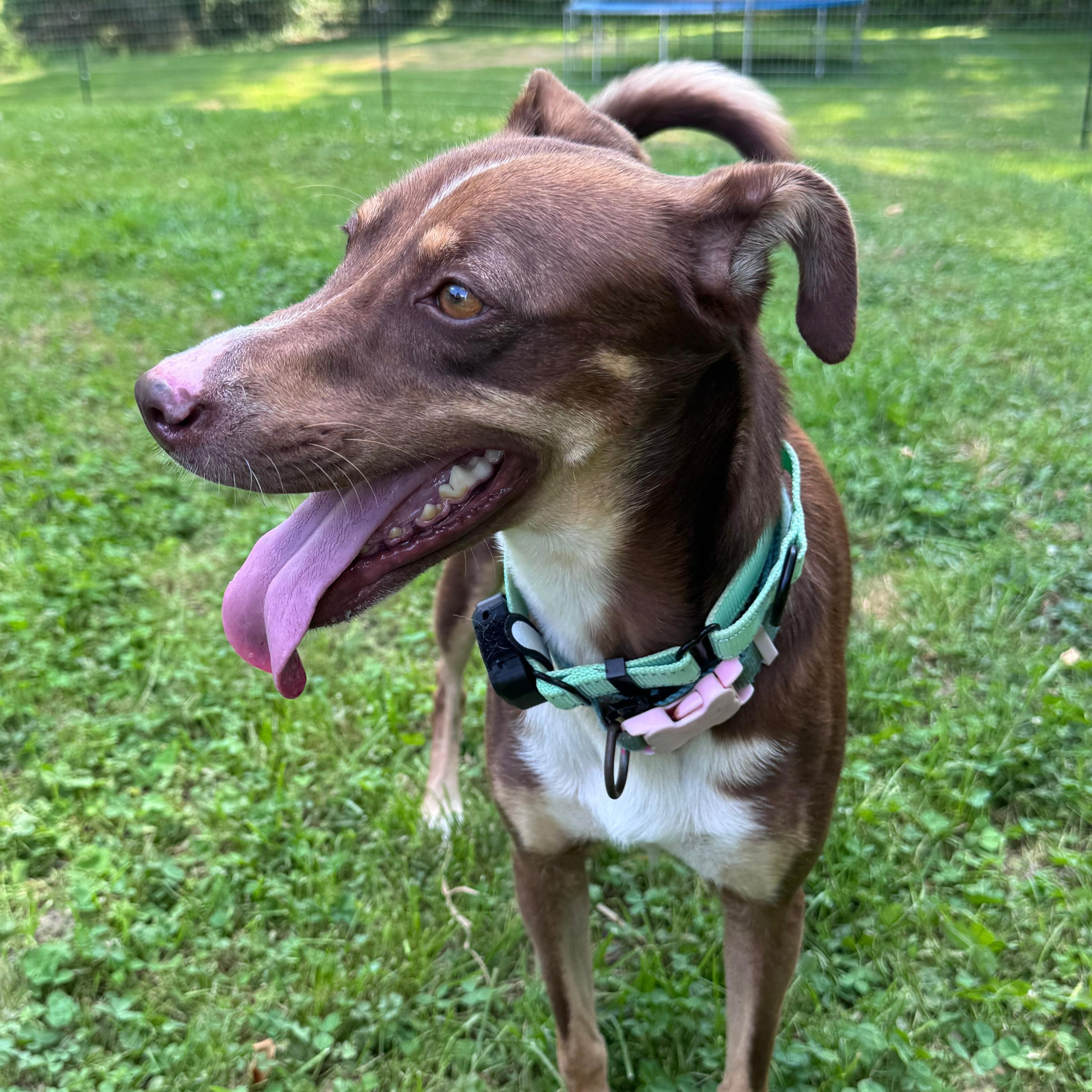 Maya, Adopted, Young Female Australian Cattle Dog / Blue Heeler.