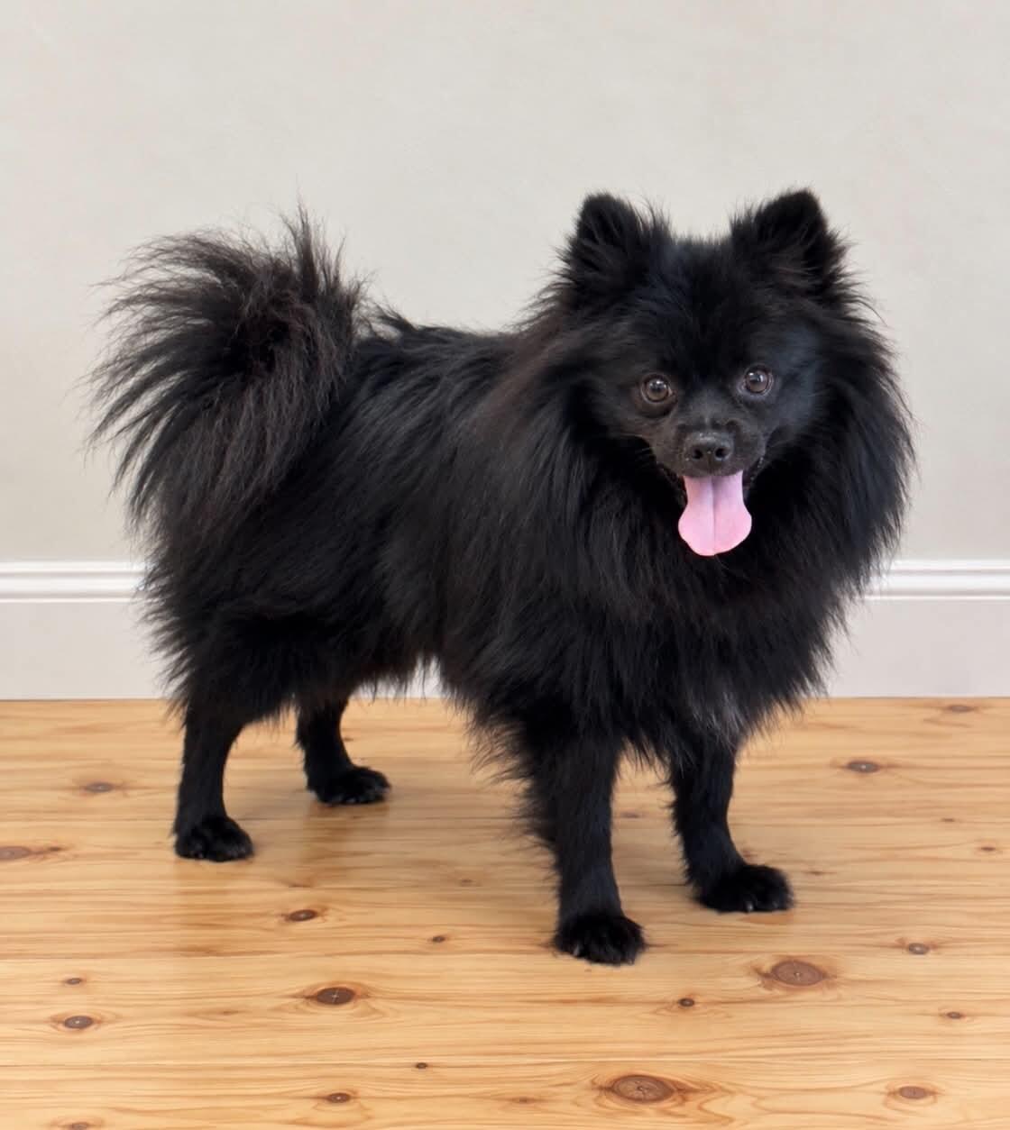Enlarge Dutch, a Adoptable Pomeranian in Georgetown, OH image 1/1